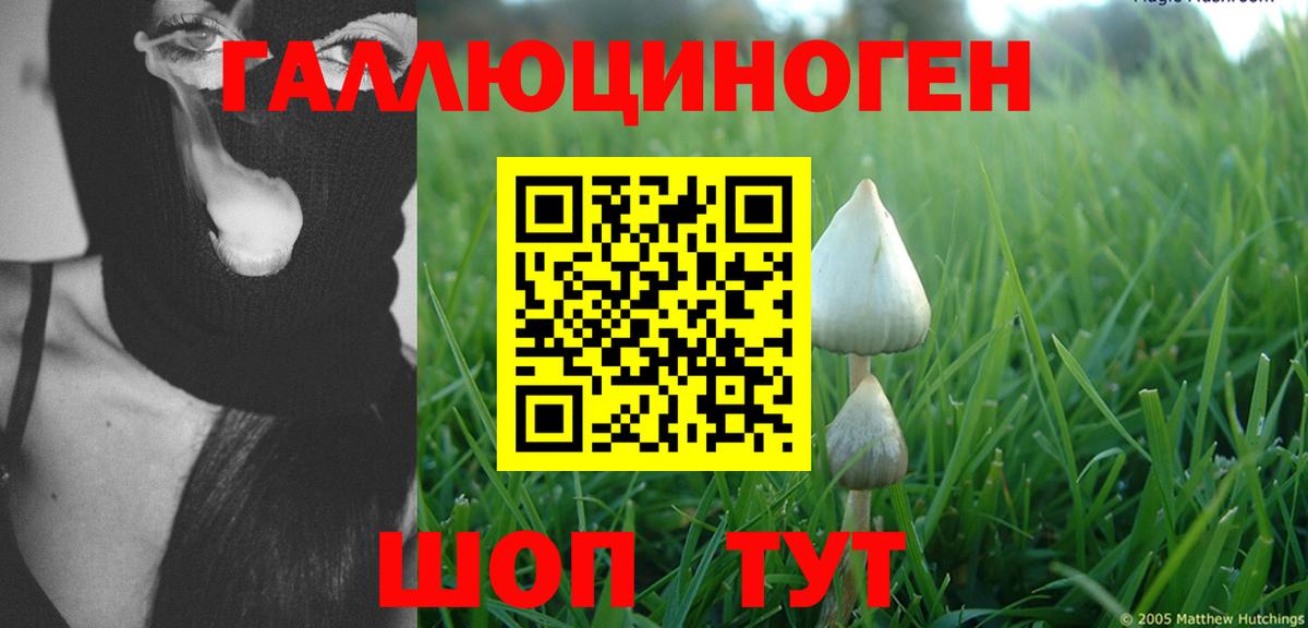 Псилоцибиновые грибы мицелий Новозыбков